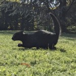 วิธีเล่น joker โจ๊ก เกอร์ ให้สนุกและทำกำไร